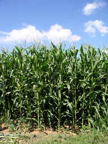 Kansas Corn Crop Looks Good