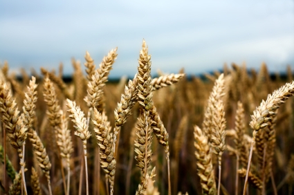 Winter Wheat Harvest Anticipated To Be Down Slightly