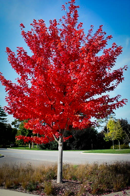 City of Liberal Offers Fall Tree Match Program