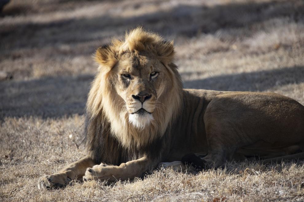 Garden City Zoo Euthanizes 10-year-old African Lion Due to Failing Health